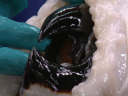 8 鹦鹉螺的小眯眼(图源:wikipedia-hans hillewaert)图9 鹦鹉螺,章鱼