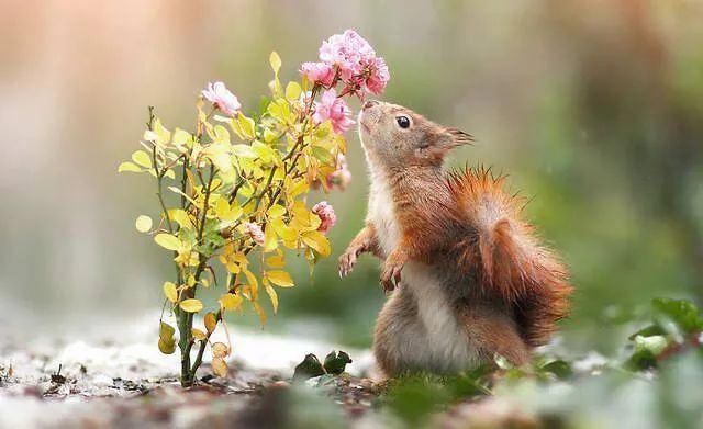 国外摄影师镜头下的小动物美呆了生动的镜头语言会说话