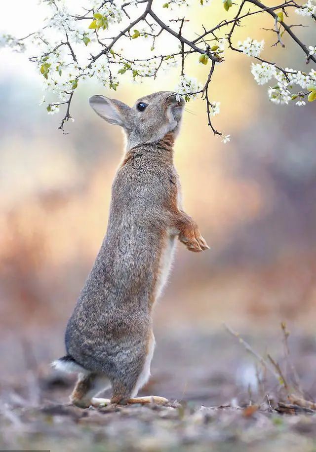 国外摄影师镜头下的小动物美呆了生动的镜头语言会说话