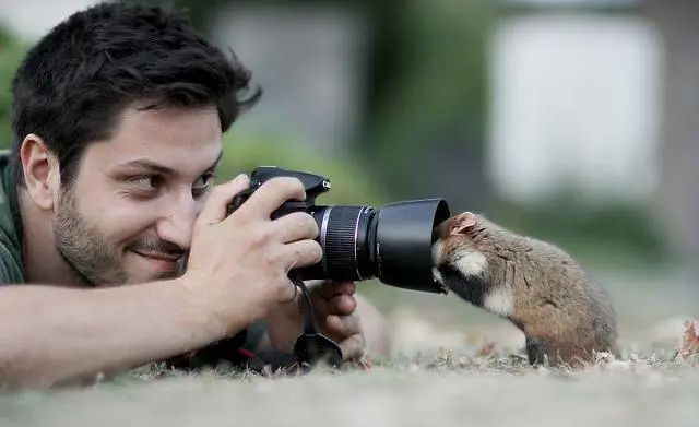 国外摄影师镜头下的小动物美呆了生动的镜头语言会说话
