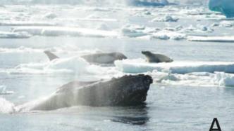 座头鲸的特殊癖好：出手搭救虎鲸的猎物