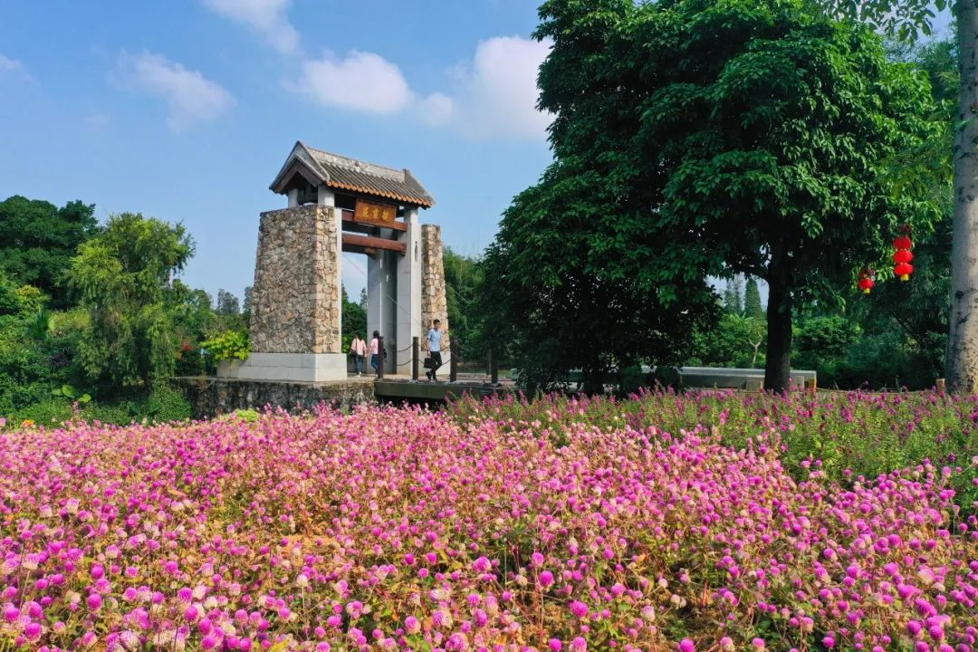 藏不住了花海中的珠海斗门有人已抢鲜打卡