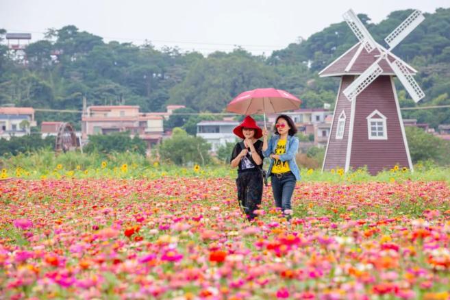 三水江根村.佛山日报记者王澍/摄文华公园的醉蝶花盛开,美不胜收.