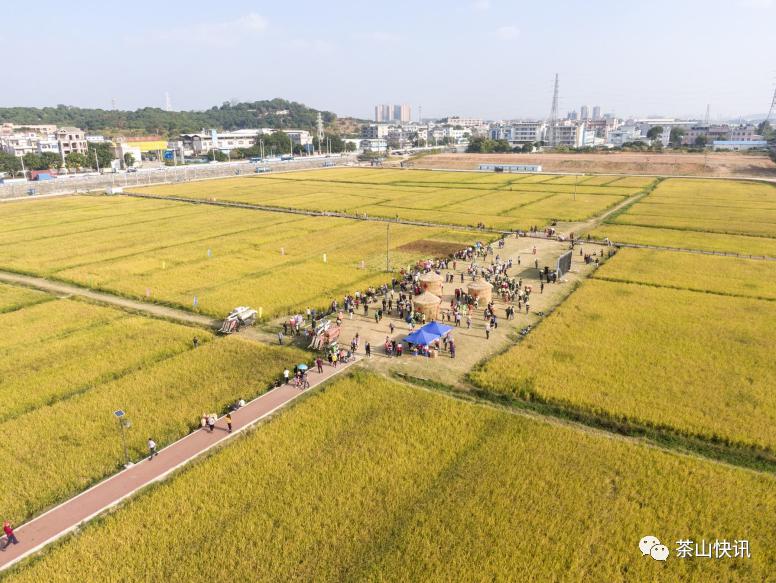 豐收啦今天上元稻田公園250畝晚稻開鐮收割