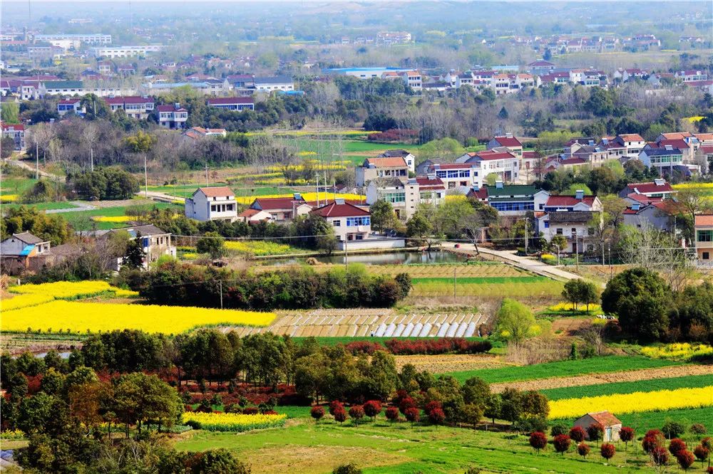 (南天竹)宜兴市西渚镇白塔村请往下看~实力和优势如何?