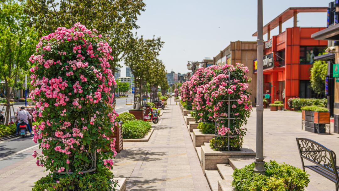 奉贤这条路入选2020年度上海市绿化特色道路,目前是最佳观赏期哦