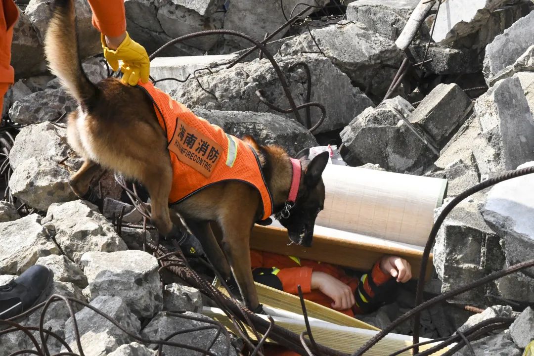 地震救援犬图片