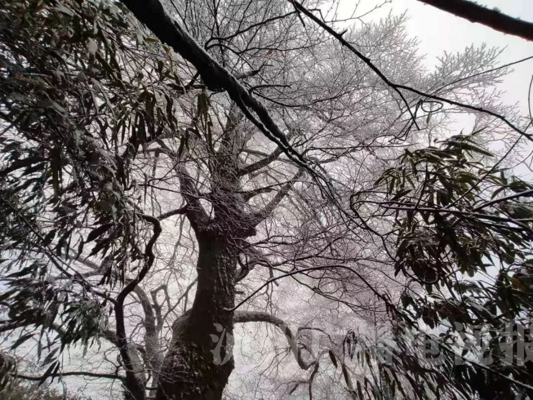 前方高能瀘州的雪被刷屏了一波雪景美照請查收