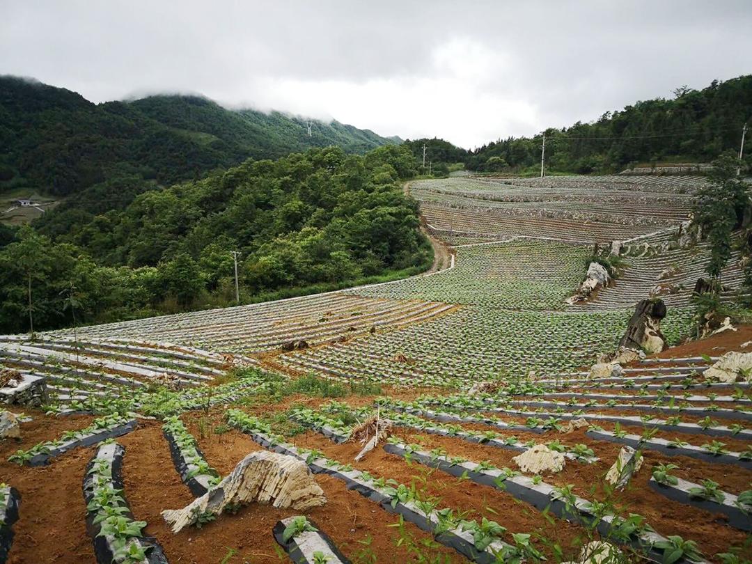 在裕莲药材种植协会,五峰吉蕊农牧合作社,五峰福满家乡村旅游专业