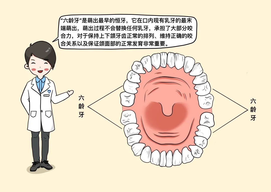 【健康闢謠日曆】六齡牙是乳牙?