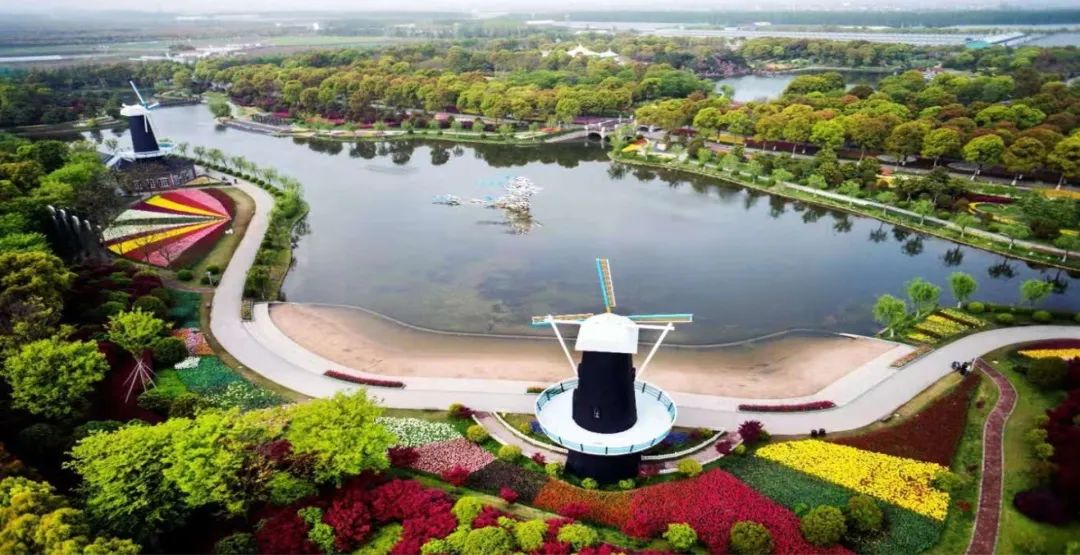 早在2014年,第一批郁金香在漕溪北路沿街绿地中开放