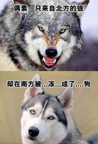 在南方被冻成了狗.