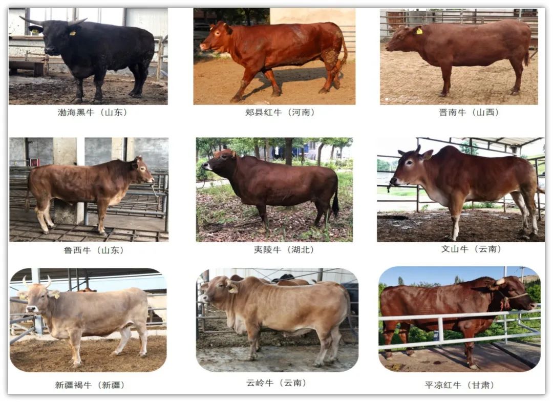 中国黄牛牛起来我国肉牛品种40年保育发展记