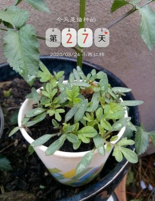 菠萝玉米棒子插水里7天冒出小森林这些种子千万别再扔了