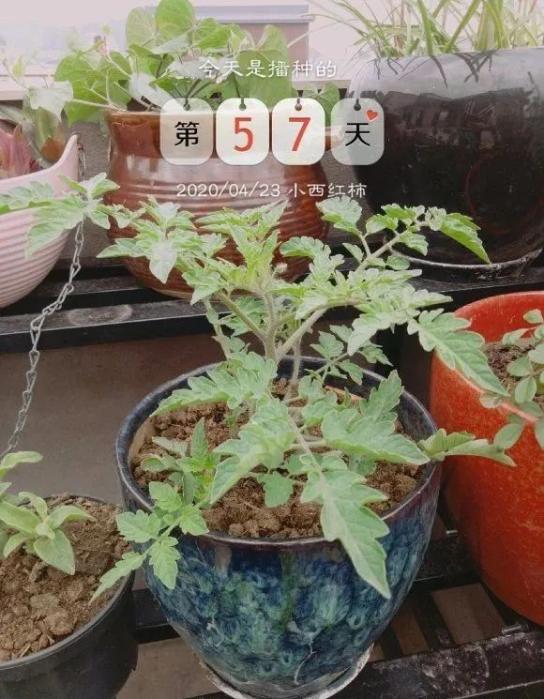 菠萝玉米棒子插水里7天冒出小森林这些种子千万别再扔了