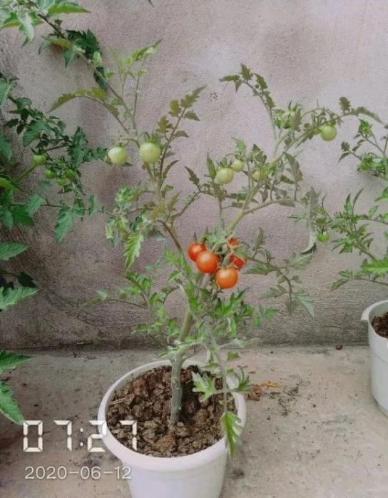 菠萝玉米棒子插水里7天冒出小森林这些种子千万别再扔了