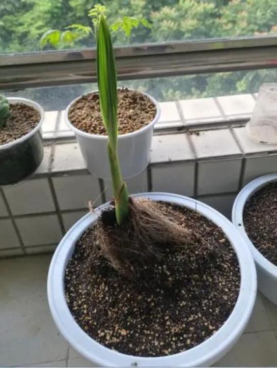 菠萝玉米棒子插水里7天冒出小森林这些种子千万别再扔了