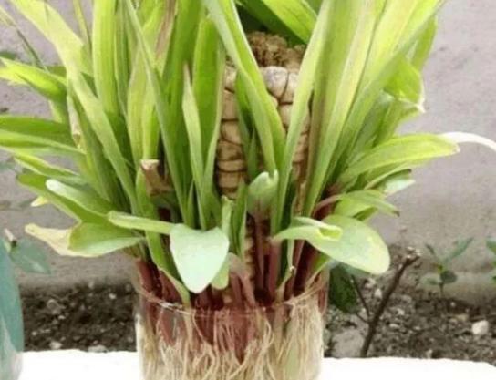 菠萝玉米棒子插水里7天冒出小森林这些种子千万别再扔了