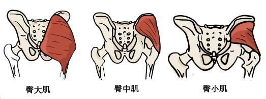 臀大肌,臀中肌和臀小肌臀肌的三个主要肌肉是就是久坐这种症状出现的