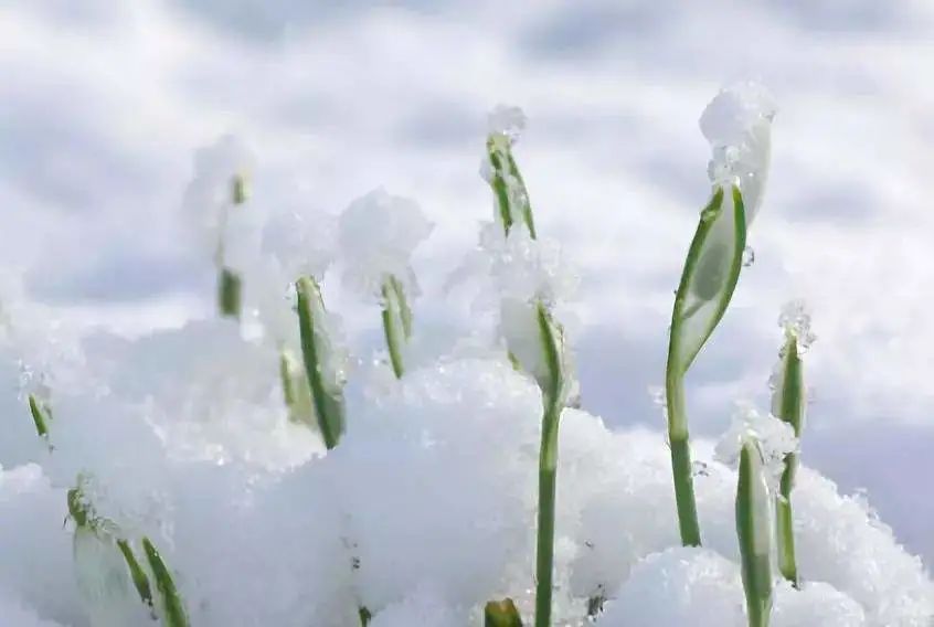 【寧品讀】大雪時節話