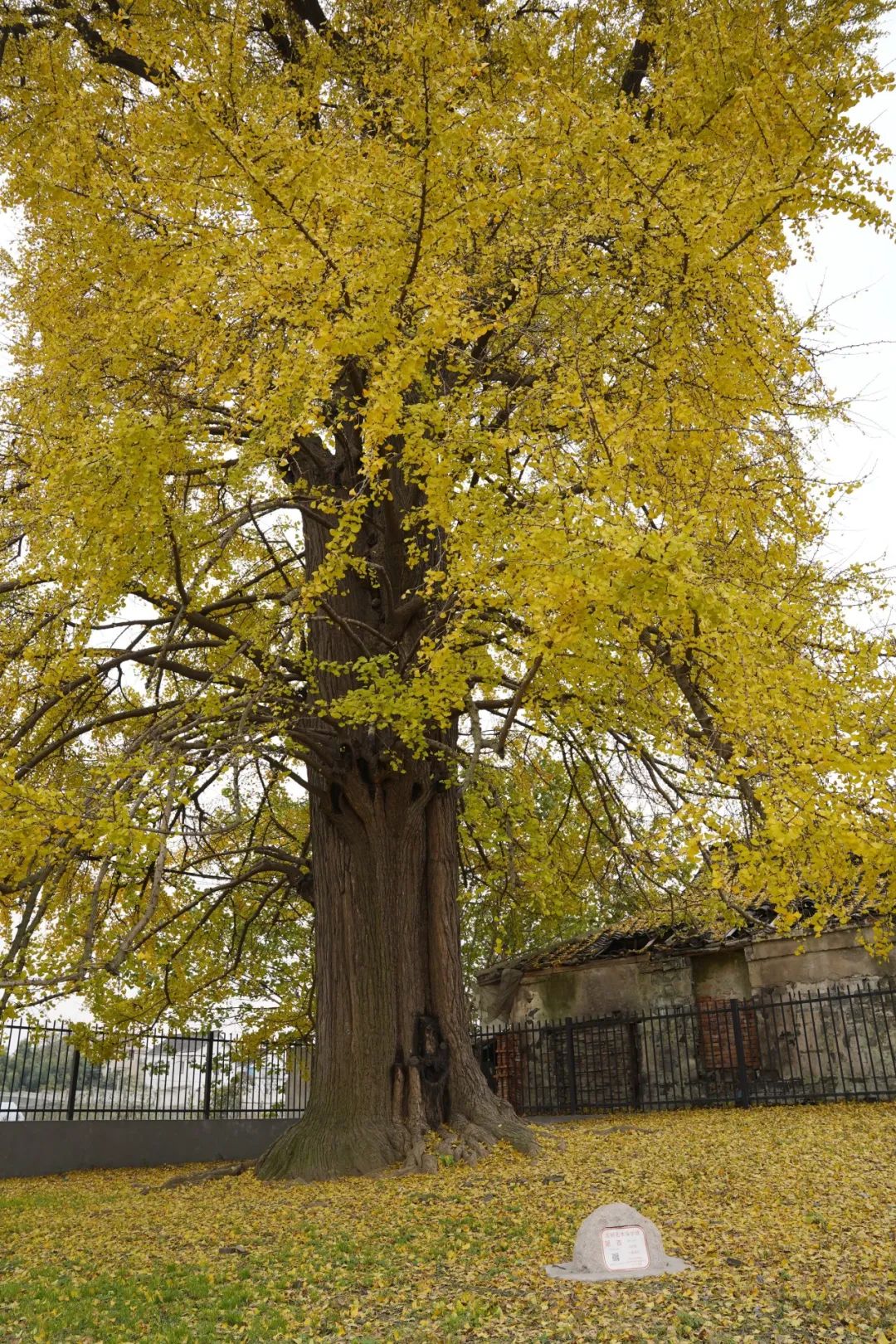 青浦共有百年以上的古银杏树41棵,而白鹤拥有14棵,占三分之一,虽然