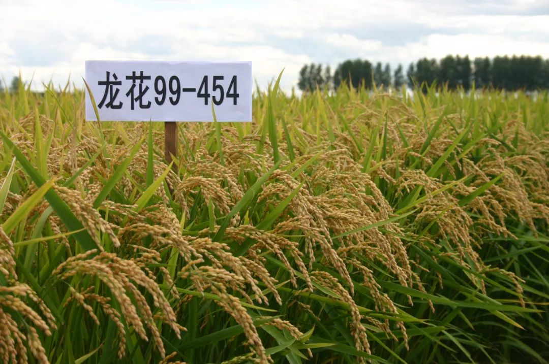龙粳3040水稻新品种图片