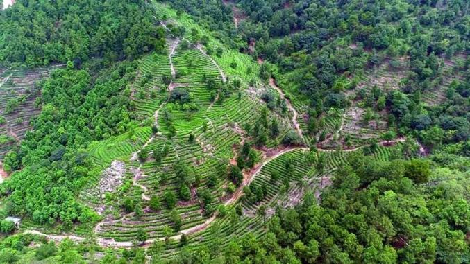 古劳镇茶山村位于海拔546米的茶山之上,有着得天独厚的地理优势,其产