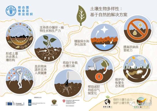保持土壤生命力保护土壤生物多样性2020年世界土壤日