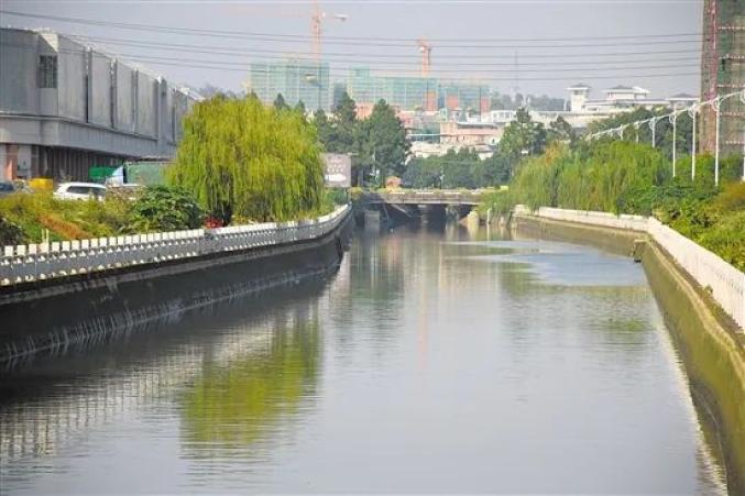 昔日杂草丛生河水还有异味如今的会城紫水河水清岸绿