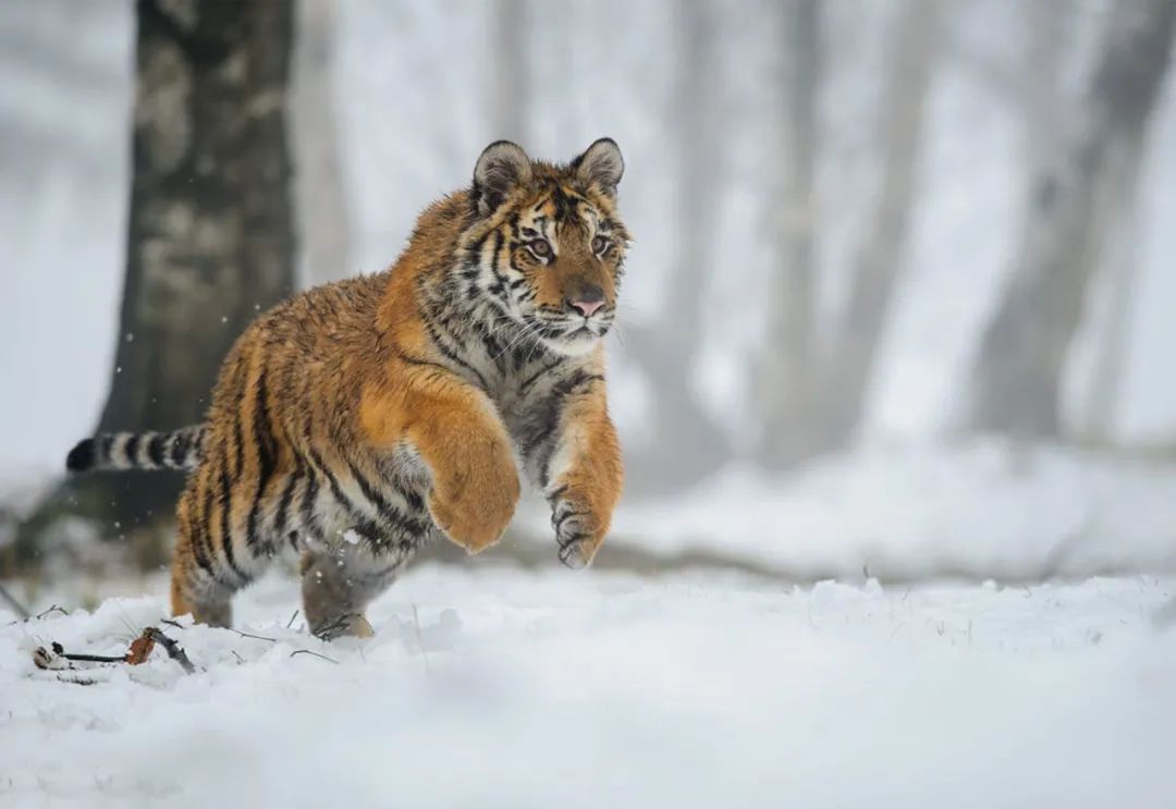 二候 | 虎始交鹖鴠,即寒号鸟.时维寒冬,畏寒而息.子不鸣,心自静.