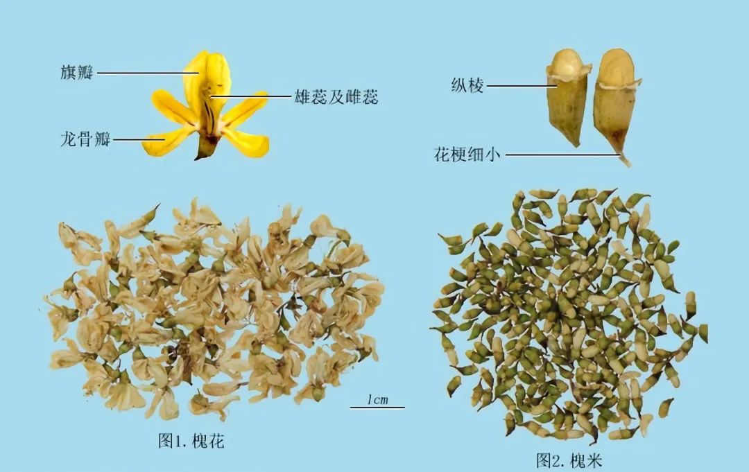 槐花:皱缩而卷曲,花瓣多散落,完整者花萼钟状,黄绿色,花瓣黄色或