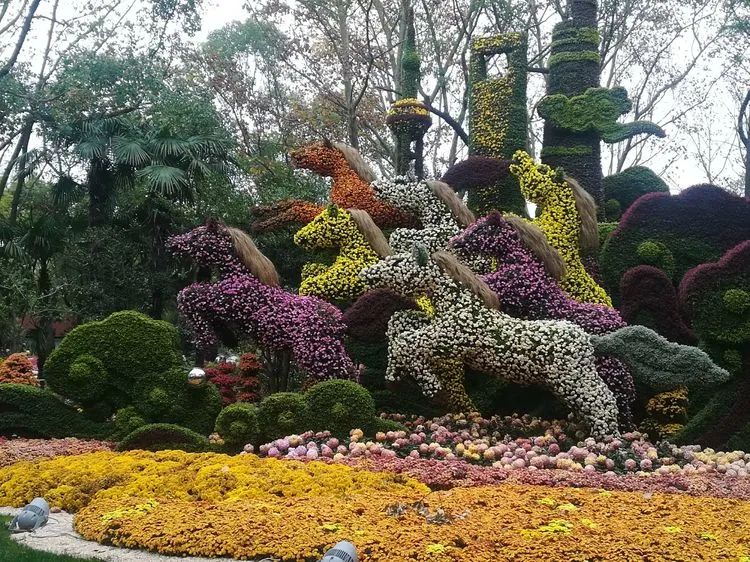 难忘的上海赏菊盛宴