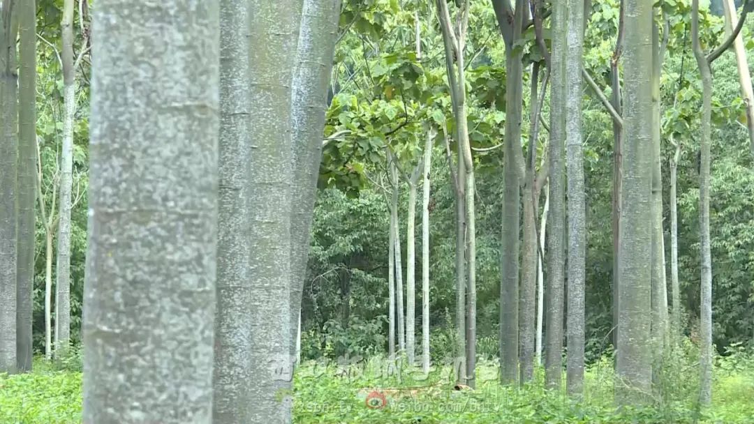轻木树种图片