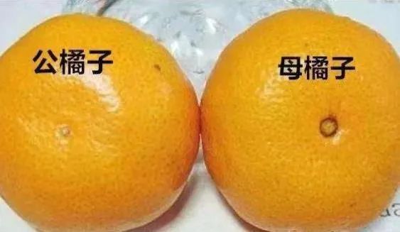 what橘子分公母选平不选凸越丑越好吃