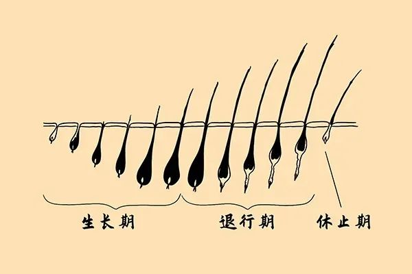 首先我们需要了解一下毛发的命运,也就是毛发的生长周期.