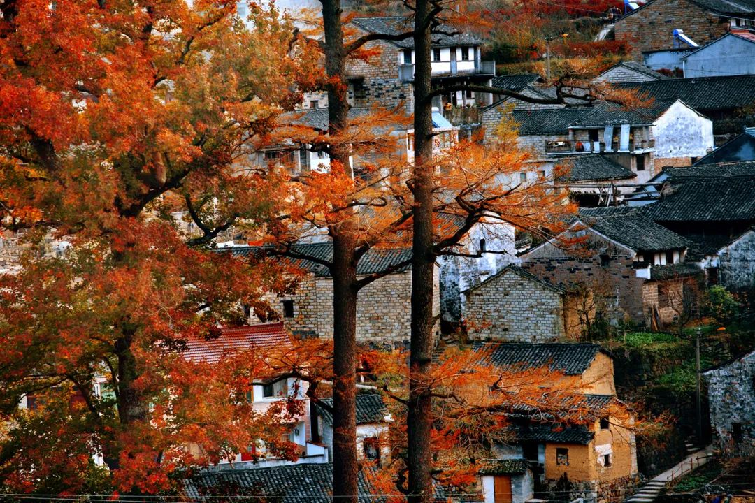 余姚四明山镇棠溪村乡贤助力小山村美丽蝶变