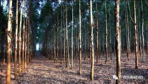 广西这个地方开始全面清退桉树,新种桉树将不得采伐