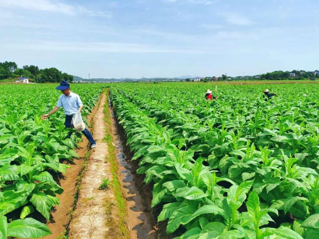 怎样加强烟草害虫害防治他们有妙招