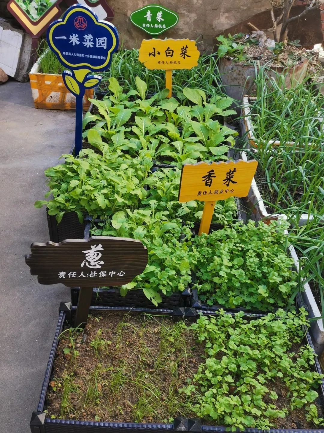 一米菜园在机关单位创造小确幸