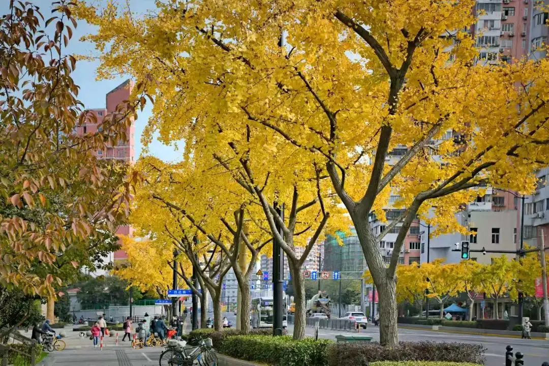 植物品种:银杏四平路,是上海市四十一条"市级绿化特色道路"和"城市