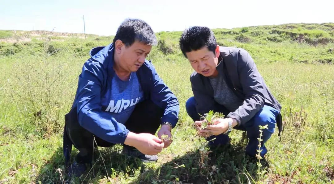 如今,雙處村133戶農戶連片種植蕨麻300畝,光種植,拔草兩項,就能讓貧困