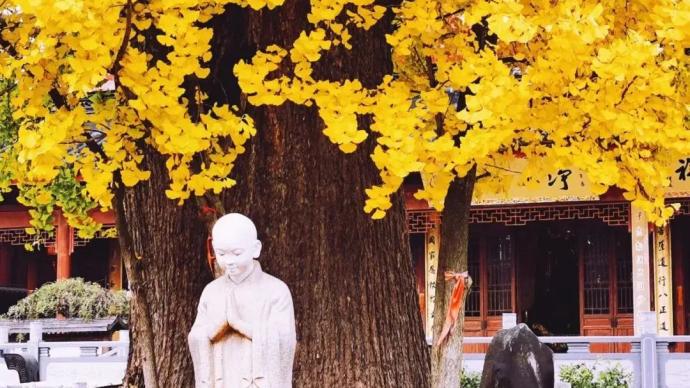 上海九棵古银杏树进入最佳观赏季，快来打卡吧！