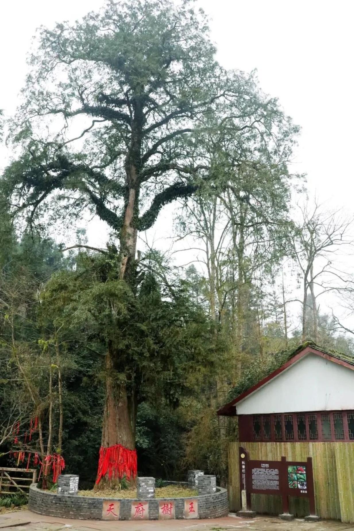 四川十大树王成都有三棵