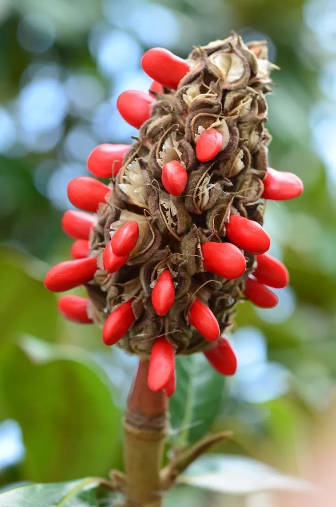 湖北海棠△桦叶荚蒾△火棘△木瓜△山茱萸△柚△南方红豆杉若你留心