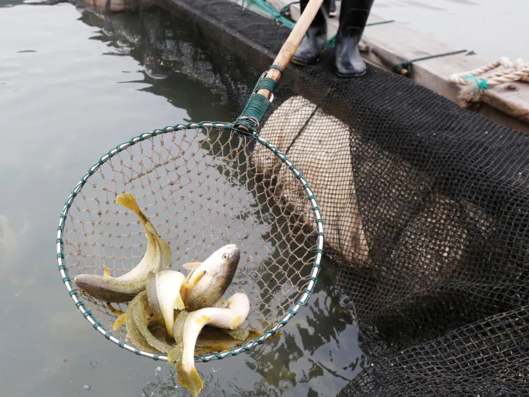 聚焦黄鱼养殖第一村解锁象山高泥致富密码