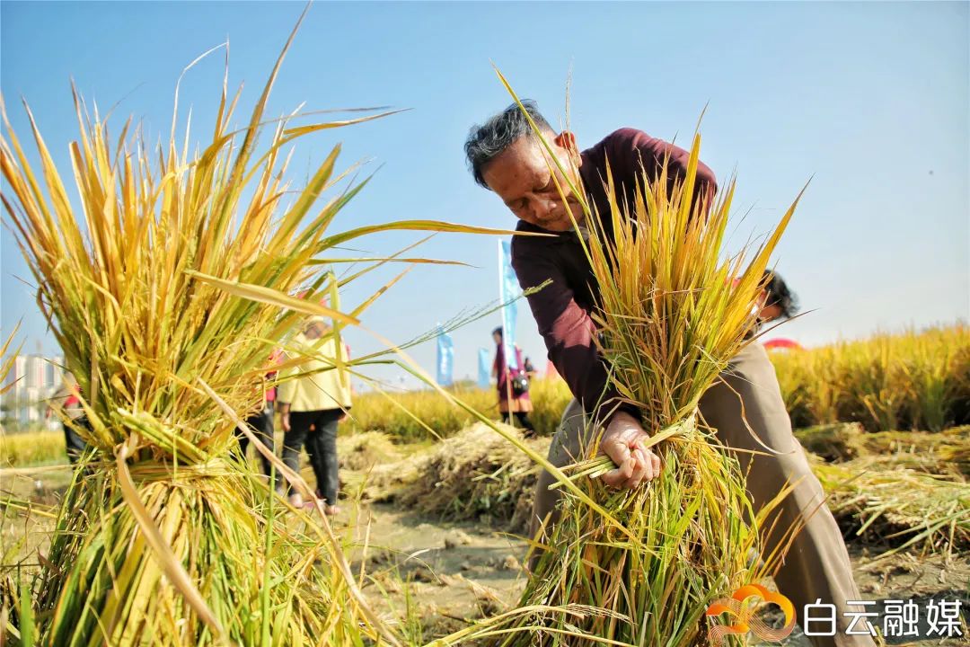 江村百亩水稻大丰收满田尽披黄金甲
