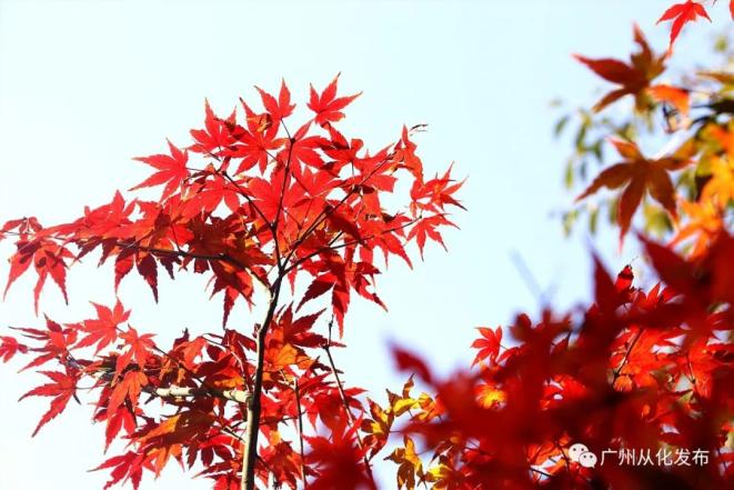 預計12月下旬,公園將有紅葉的最佳觀賞期,在元旦前後可以看盡五彩繽紛