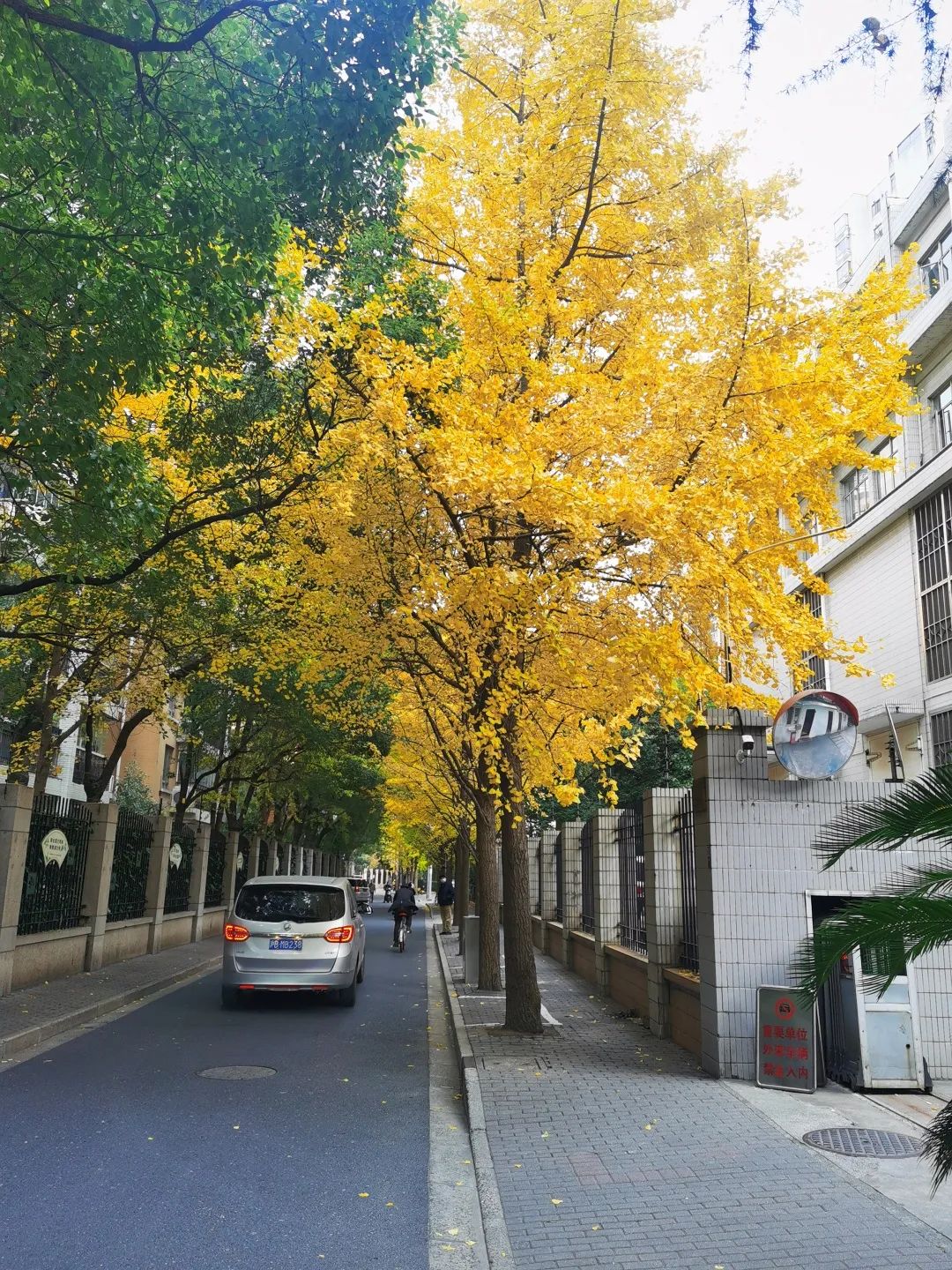 一树灿烂满地金黄银杏佳景且赏且珍惜