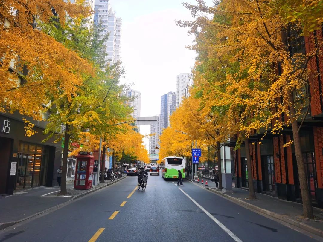 一树灿烂满地金黄银杏佳景且赏且珍惜