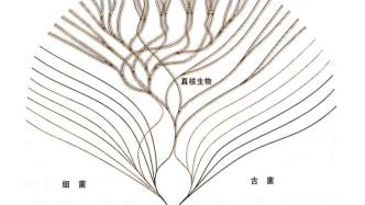 生物演化史上的“黑洞”，可能需要物理学来填补